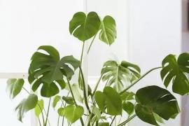 有什么适合家中摆放的绿色植物？这十种植物你一定要知道
